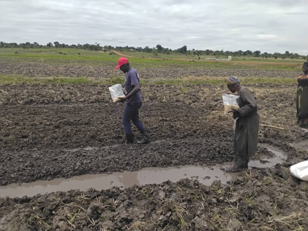 he technical team, working closely with local farmers, is actively preparing seedbeds and establishing demonstration plots at the sites
