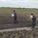he technical team, working closely with local farmers, is actively preparing seedbeds and establishing demonstration plots at the sites