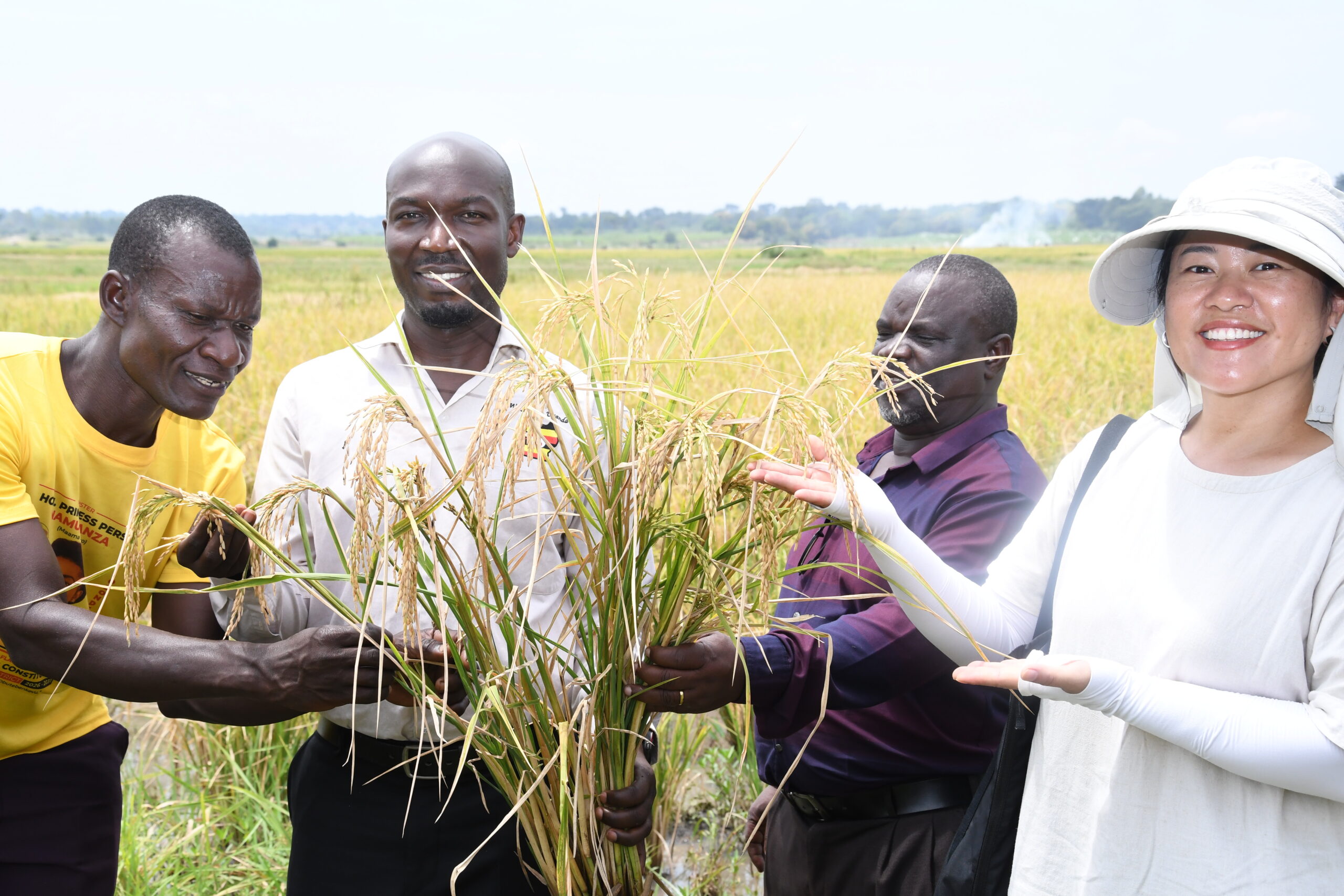Dr. Mula Anthony DG/BCD (C) together with Ms. Xu Xiaoli (Cheery) Zoeve seed company, Busoga Kingdom Minister for Agriculture Owek. Samuel Nathan Nkenga, district leaders and officials from the China–Uganda FAO South-South Cooperation Programme witnessed the first harvest of the WDE75 hybrid rice variety during the field visit to Nawaibete Swamp along the Kibaale–Ivukula Road in Ivukula Sub-county, Namutumba District.