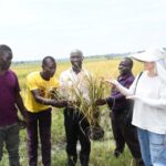 Dr. Mula Anthony DG/BCD (C) together with Ms. Xu Xiaoli (Cheery) Zoeve seed company, Busoga Kingdom Minister for Agriculture Owek. Samuel Nathan Nkenga, district leaders and officials from the China–Uganda FAO South-South Cooperation Programme witnessed the first harvest of the WDE75 hybrid rice variety during the field visit to Nawaibete Swamp along the Kibaale–Ivukula Road in Ivukula Sub-county, Namutumba District.
